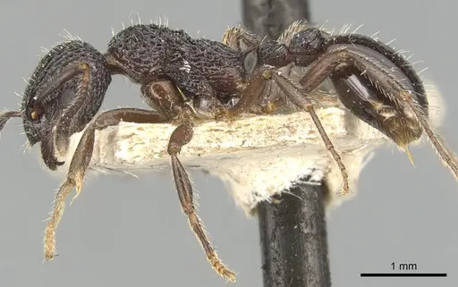 Myrmica rupestris specimen CASENT0904095 image casent0904095_3