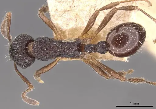 Myrmica rupestris specimen CASENT0907650 image casent0907650_1