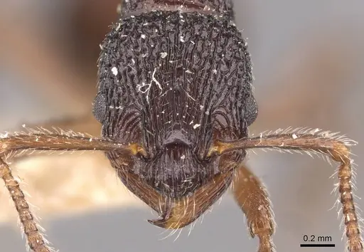 Myrmica rupestris specimen CASENT0907650 image casent0907650_2