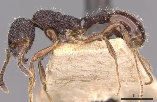 Myrmica rupestris specimen CASENT0907650 image casent0907650_3