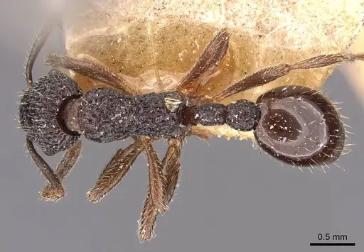 Myrmica rupestris specimen CASENT0907659 image casent0907659_1