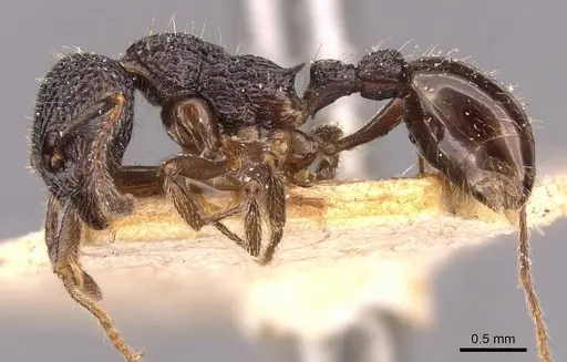 Myrmica rupestris specimen CASENT0907659 image casent0907659_3