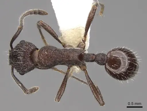 Myrmica rupestris specimen CASENT0922786 image casent0922786_1