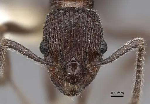 Myrmica rupestris specimen CASENT0922786 image casent0922786_2