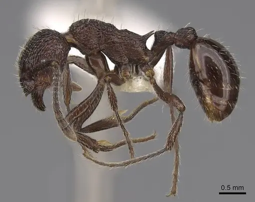 Myrmica rupestris specimen CASENT0922786 image casent0922786_3