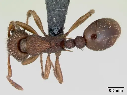 Myrmica sabuleti specimen CASENT0173177 image casent0173177_1