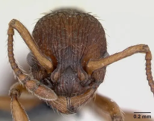 Myrmica sabuleti specimen CASENT0173177 image casent0173177_2