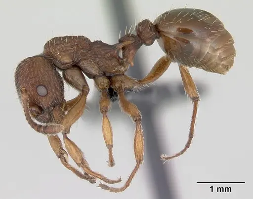 Myrmica sabuleti specimen CASENT0173177 image casent0173177_3