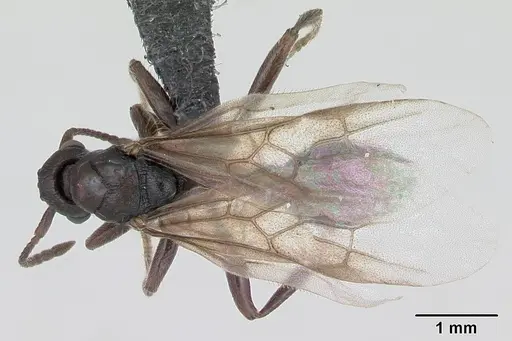 Myrmica sabuleti specimen CASENT0173178 image casent0173178_1