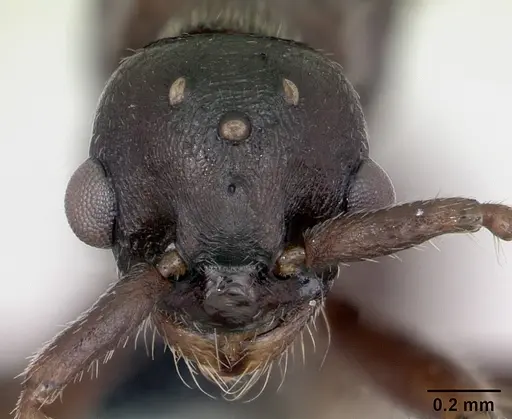 Myrmica sabuleti specimen CASENT0173178 image casent0173178_2