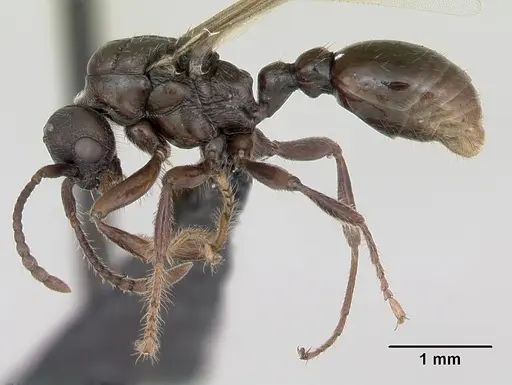 Myrmica sabuleti specimen CASENT0173178 image casent0173178_3