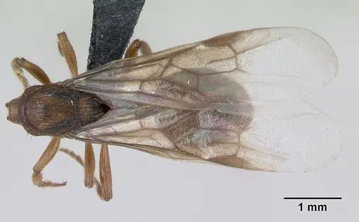 Myrmica sabuleti specimen CASENT0173179 image casent0173179_1