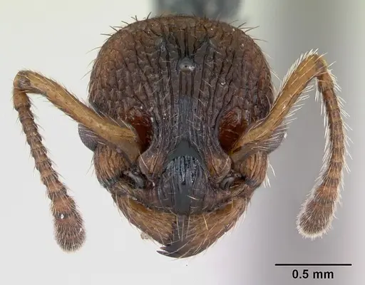 Myrmica sabuleti specimen CASENT0173179 image casent0173179_2
