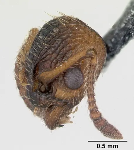 Myrmica sabuleti specimen CASENT0173179 image casent0173179_3