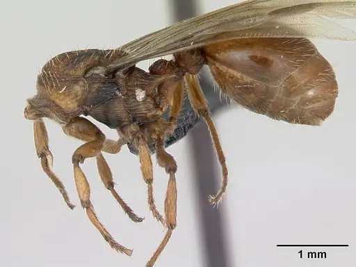Myrmica sabuleti specimen CASENT0173179 image casent0173179_4