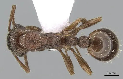 Myrmica sabuleti specimen CASENT0281554 image casent0281554_1