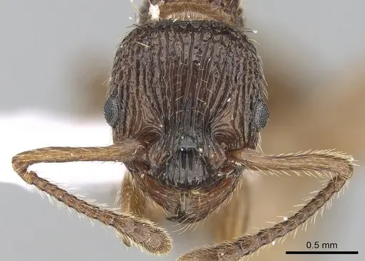 Myrmica sabuleti specimen CASENT0281554 image casent0281554_2