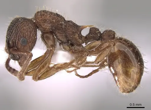 Myrmica sabuleti specimen CASENT0281554 image casent0281554_3