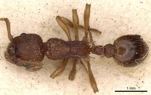 Myrmica sabuleti specimen CASENT0900277 image casent0900277_1