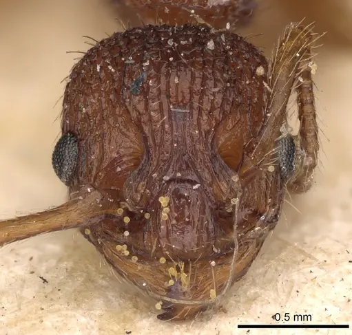 Myrmica sabuleti specimen CASENT0900277 image casent0900277_2