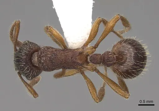 Myrmica sabuleti specimen CASENT0922794 image casent0922794_1