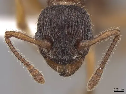 Myrmica sabuleti specimen CASENT0922794 image casent0922794_2