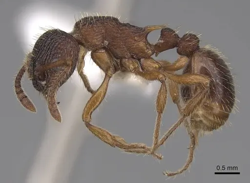 Myrmica sabuleti specimen CASENT0922794 image casent0922794_3