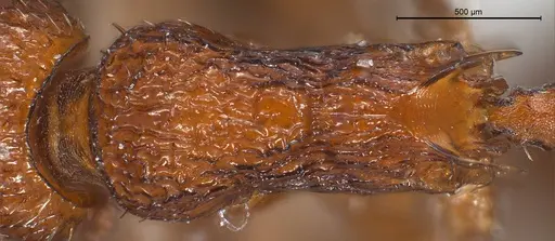 Myrmica salina specimen ANTWEB1008457 image antweb1008457_2