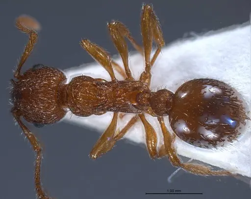 Myrmica salina specimen ANTWEB1008462 image antweb1008462_1