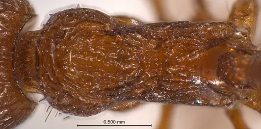 Myrmica salina specimen ANTWEB1008462 image antweb1008462_2