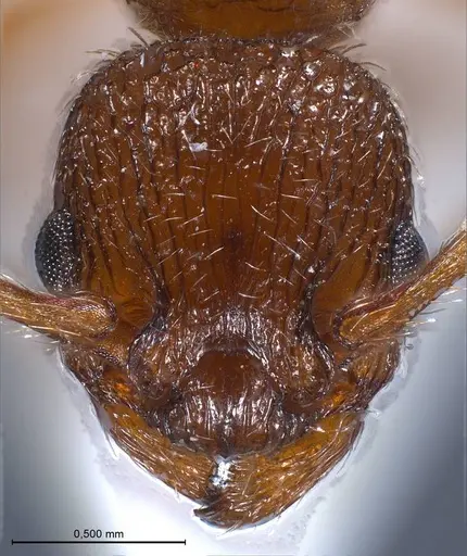 Myrmica salina specimen ANTWEB1008462 image antweb1008462_3