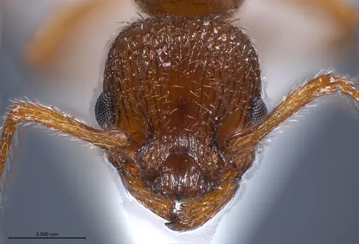 Myrmica salina specimen ANTWEB1008462 image antweb1008462_4