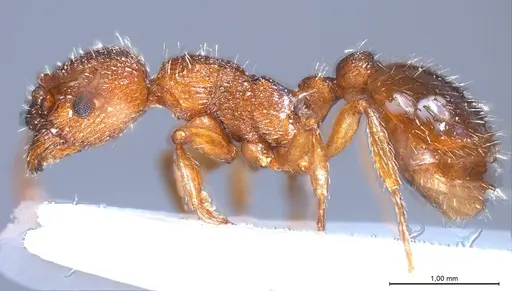 Myrmica salina specimen ANTWEB1008462 image antweb1008462_5
