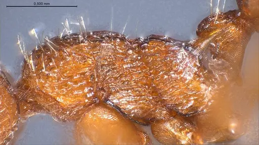Myrmica salina specimen ANTWEB1008462 image antweb1008462_6