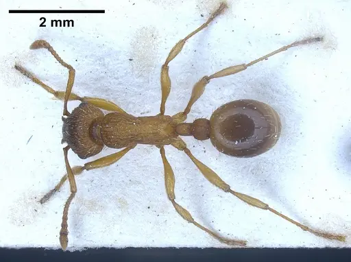 Myrmica salina specimen ANTWEB1041280 image antweb1041280_1