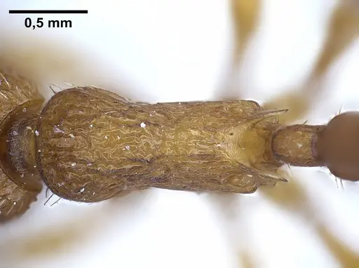 Myrmica salina specimen ANTWEB1041280 image antweb1041280_2