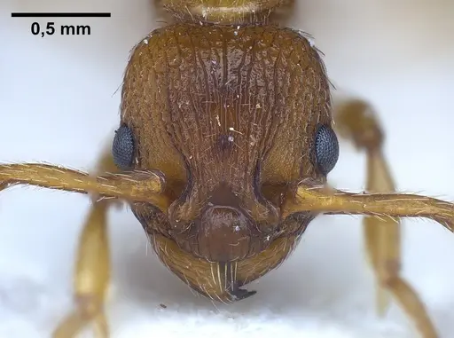 Myrmica salina specimen ANTWEB1041280 image antweb1041280_3