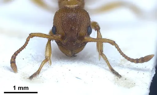Myrmica salina specimen ANTWEB1041280 image antweb1041280_4