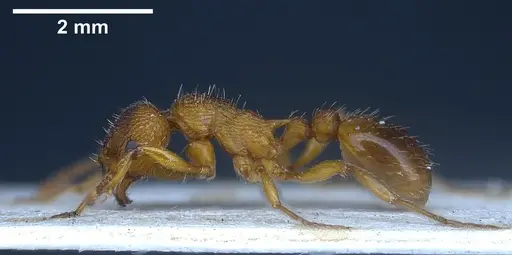 Myrmica salina specimen ANTWEB1041280 image antweb1041280_5