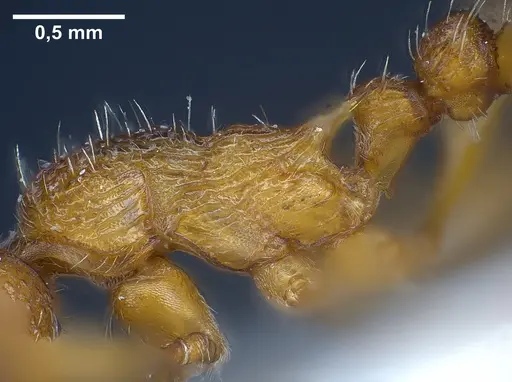 Myrmica salina specimen ANTWEB1041280 image antweb1041280_6