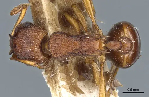 Myrmica salina specimen CASENT0904072 image casent0904072_1