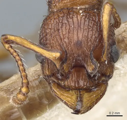Myrmica salina specimen CASENT0904072 image casent0904072_2