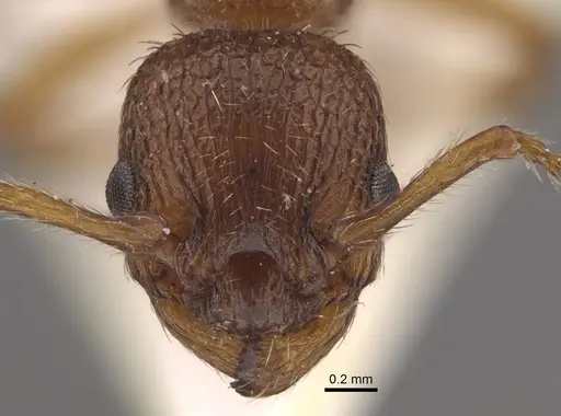 Myrmica salina specimen CASENT0917689 image casent0917689_1