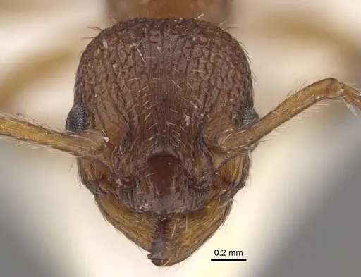 Myrmica salina specimen CASENT0917689 image casent0917689_2