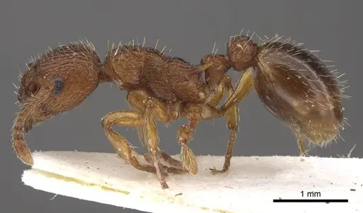 Myrmica salina specimen CASENT0917689 image casent0917689_3