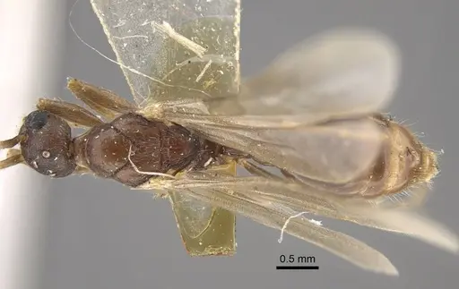 Myrmica salina specimen CASENT0917690 image casent0917690_1