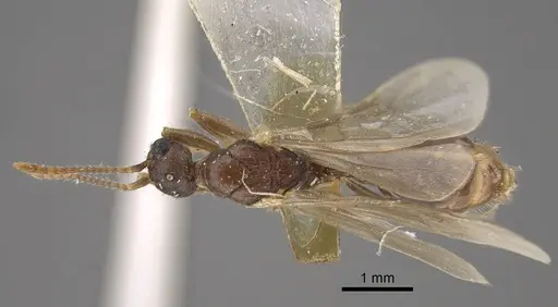 Myrmica salina specimen CASENT0917690 image casent0917690_2