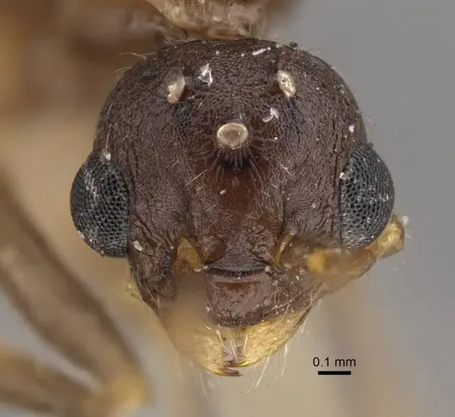Myrmica salina specimen CASENT0917690 image casent0917690_3