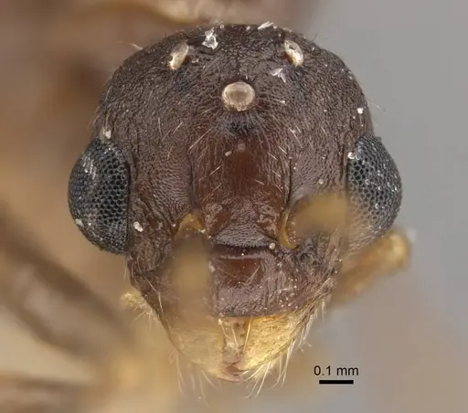 Myrmica salina specimen CASENT0917690 image casent0917690_4
