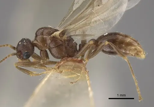 Myrmica salina specimen CASENT0917690 image casent0917690_5